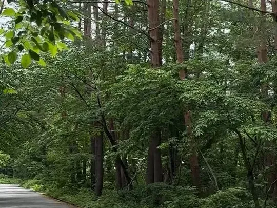 Jalan umum dan hutan pinus dekat kavling (musim panas)