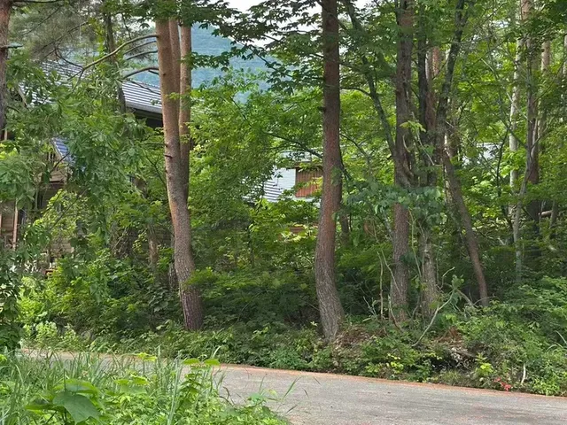 Jalan hutan dekat kavling dan rumah di sekitarnya (musim panas)